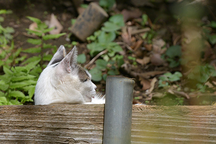 太田区のねこ