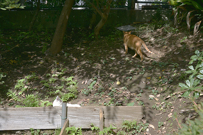 太田区のねこ