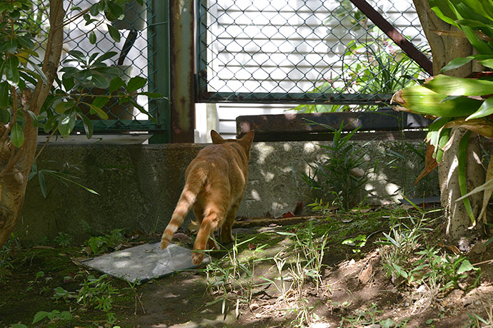 太田区のねこ