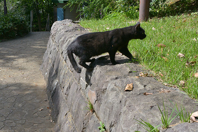 太田区のねこ