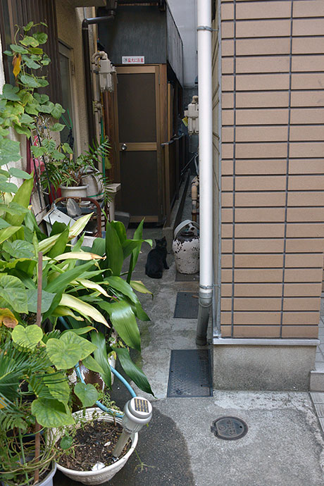 太田区のねこ