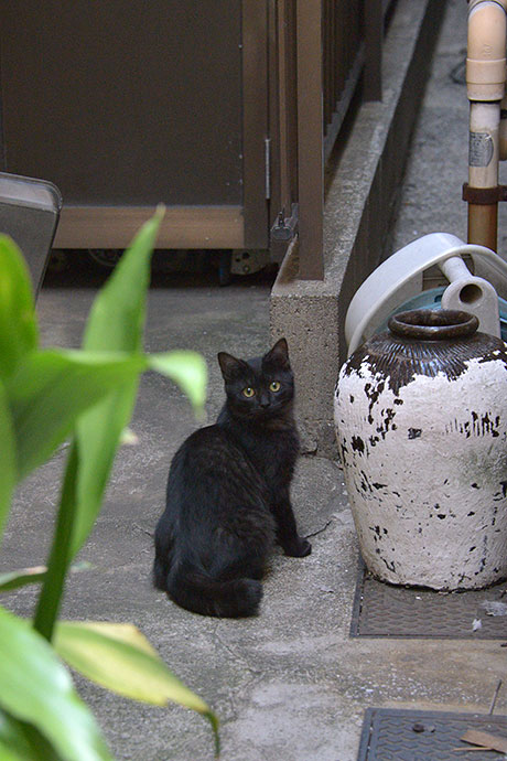 太田区のねこ