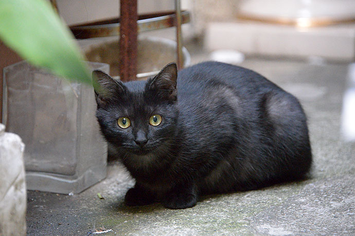 太田区のねこ