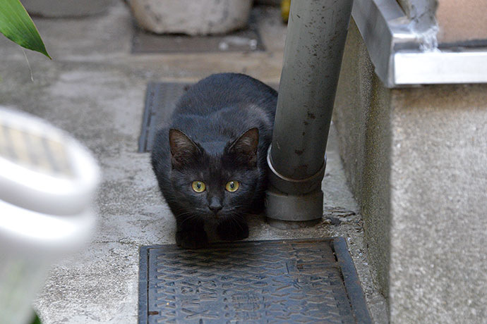 太田区のねこ