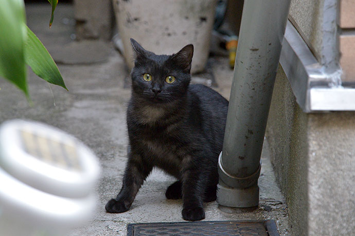 太田区のねこ