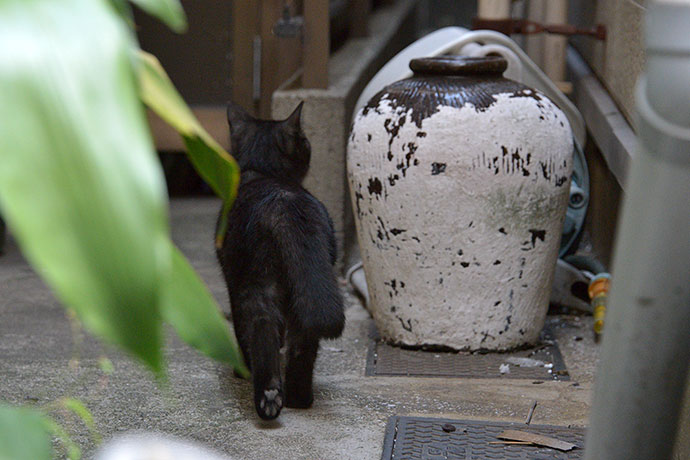 太田区のねこ