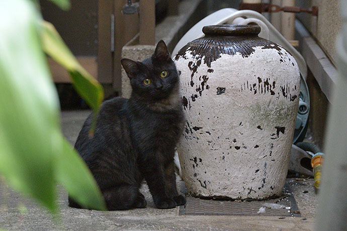 太田区のねこ