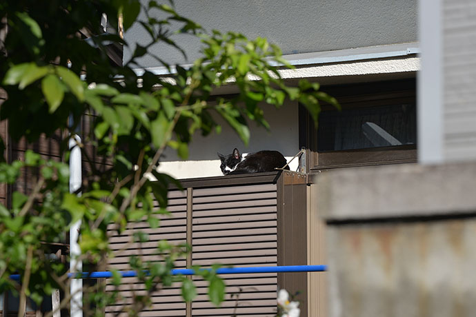 太田区のねこ