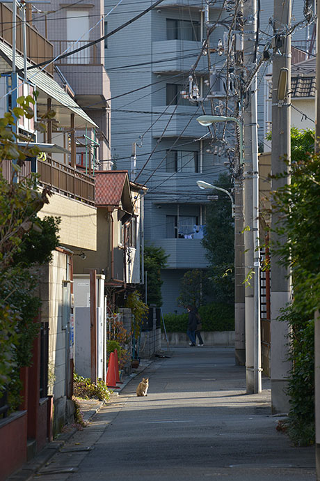 太田区のねこ