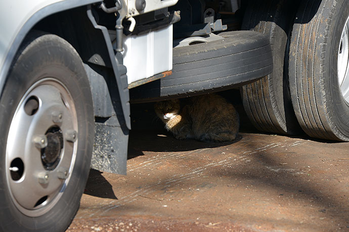 太田区のねこ