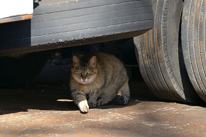 太田区のねこ