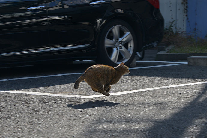 太田区のねこ