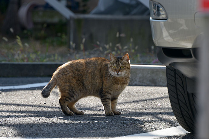 太田区のねこ