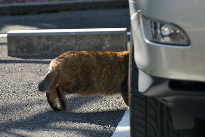 太田区のねこ