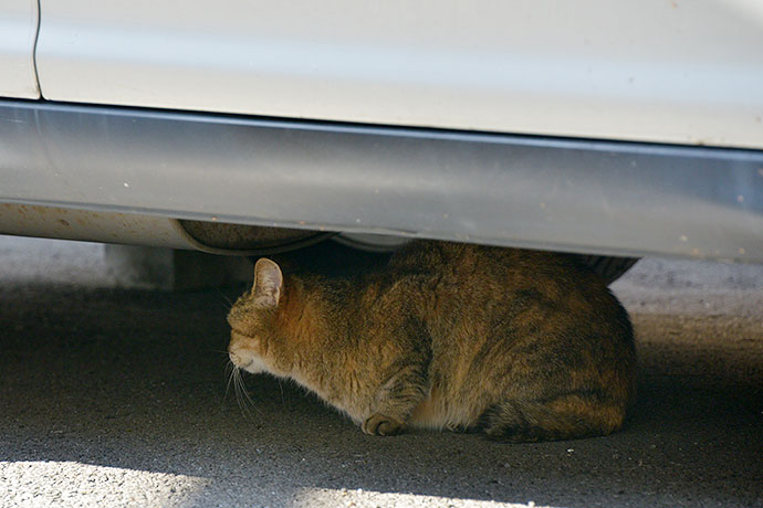 太田区のねこ