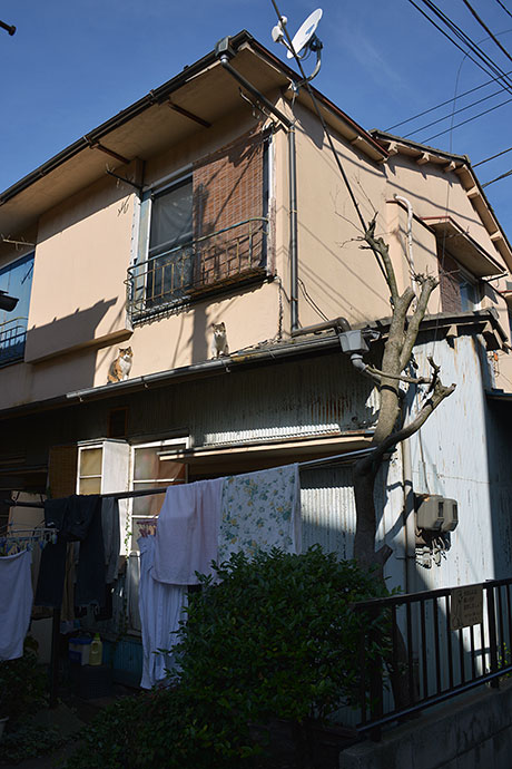 太田区のねこ