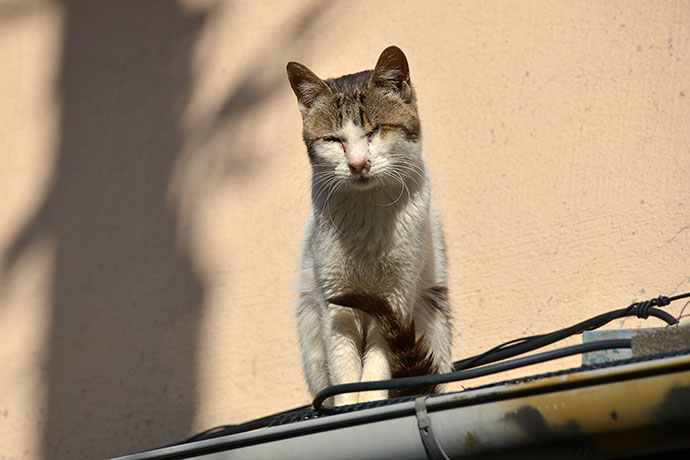 太田区のねこ