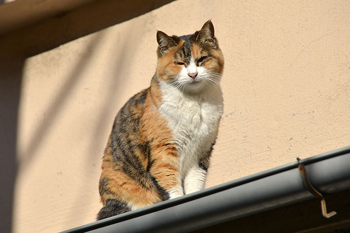 太田区のねこ