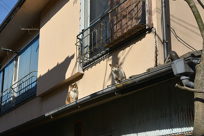 太田区のねこ