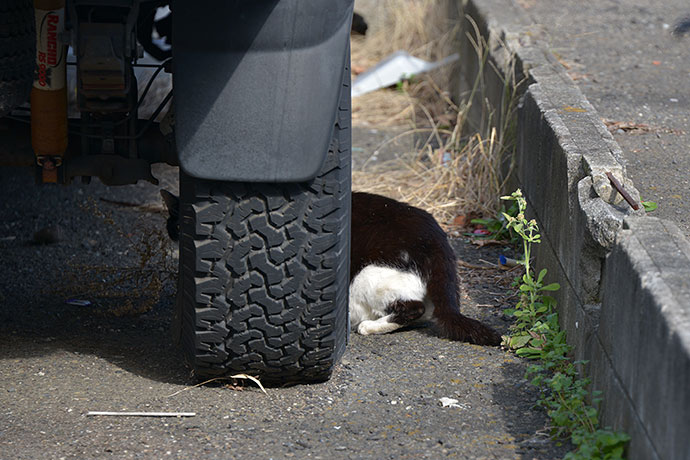 太田区のねこ