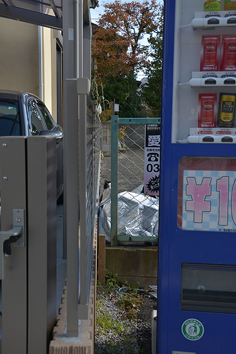 太田区のねこ