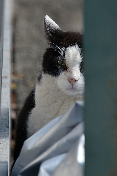 太田区のねこ