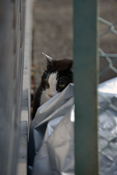太田区のねこ