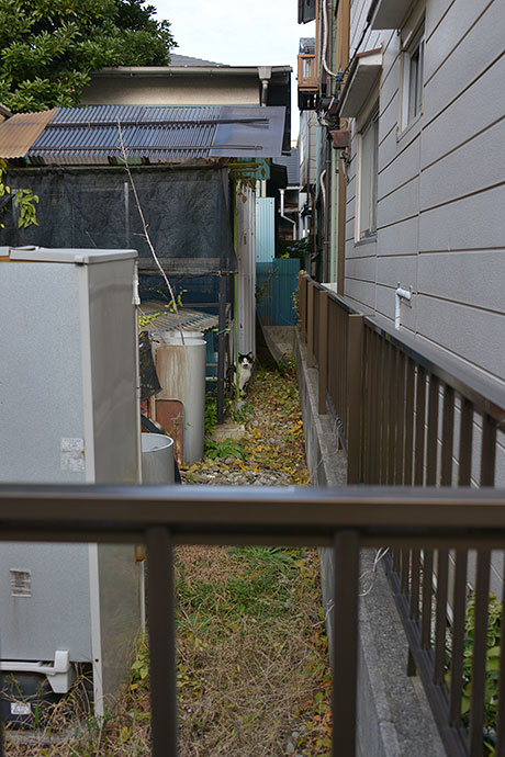 太田区のねこ