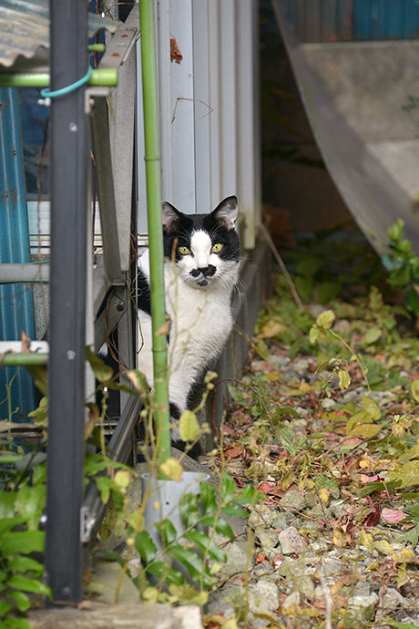 太田区のねこ
