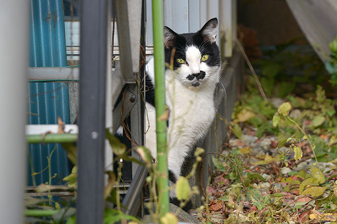 太田区のねこ