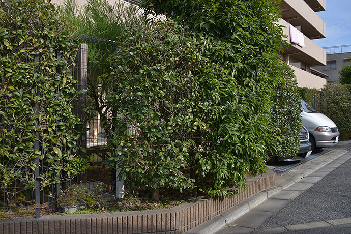太田区のねこ