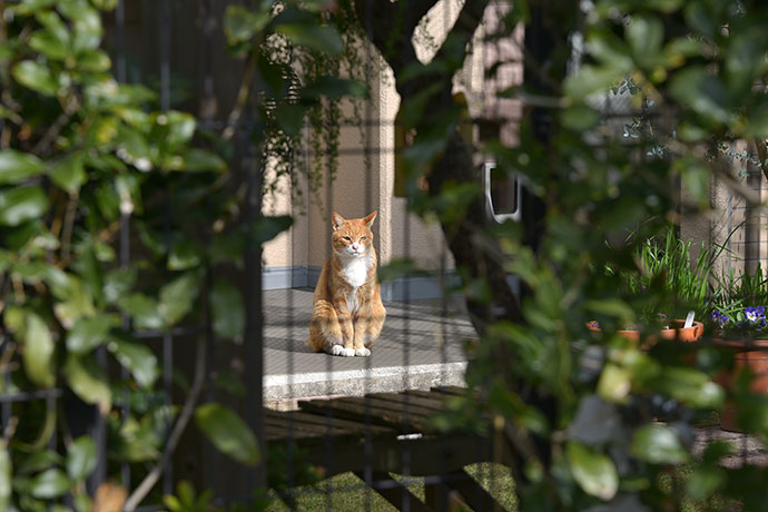 太田区のねこ
