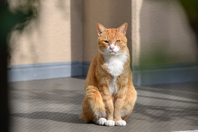 太田区のねこ