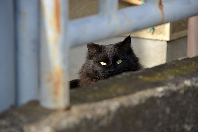 太田区のねこ