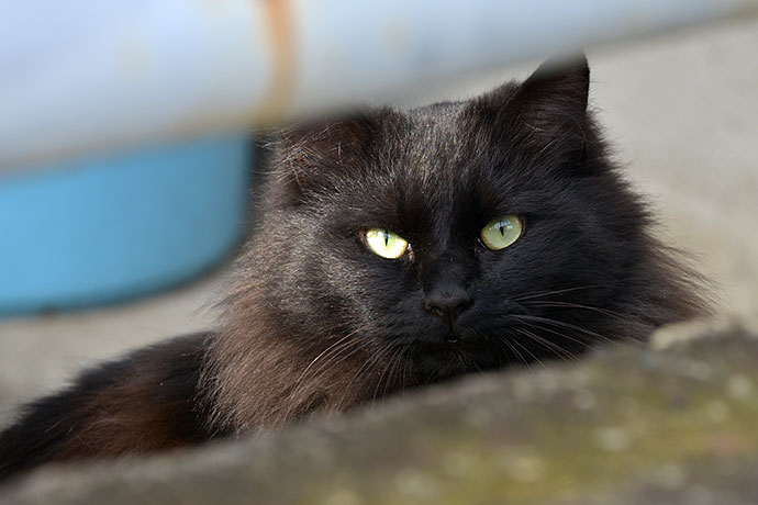 太田区のねこ