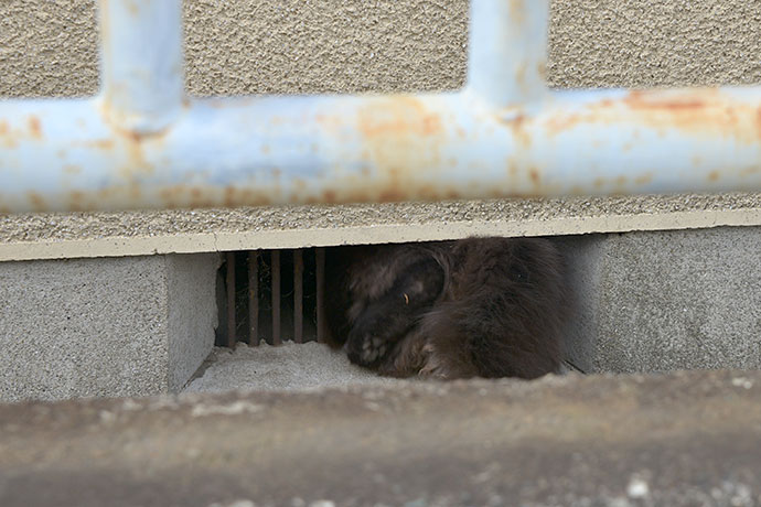 太田区のねこ