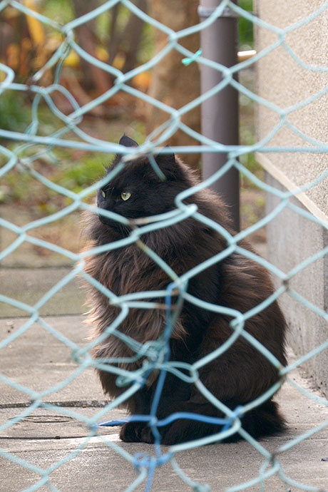 太田区のねこ