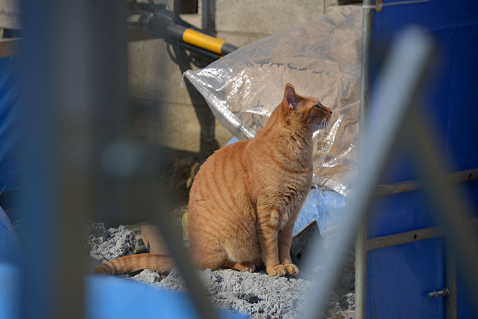 太田区のねこ