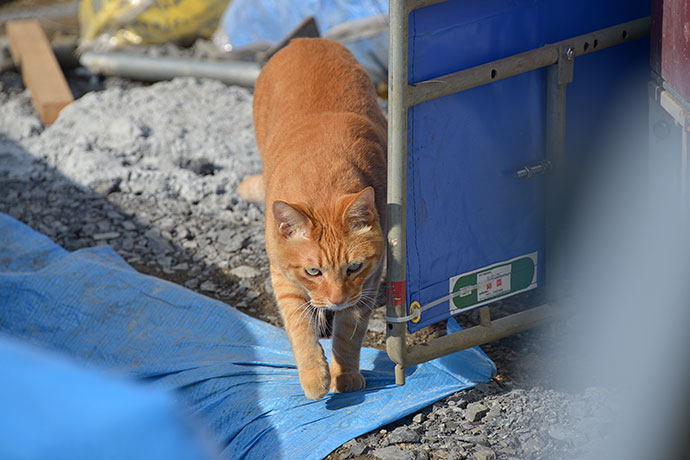 太田区のねこ