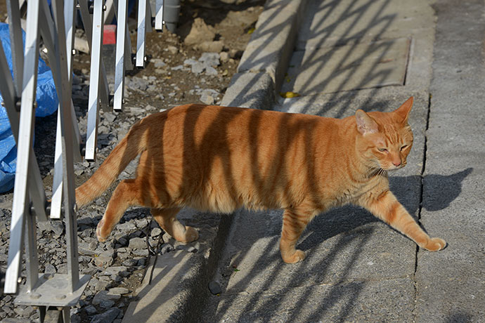 太田区のねこ