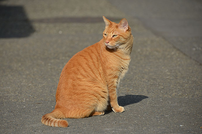 太田区のねこ