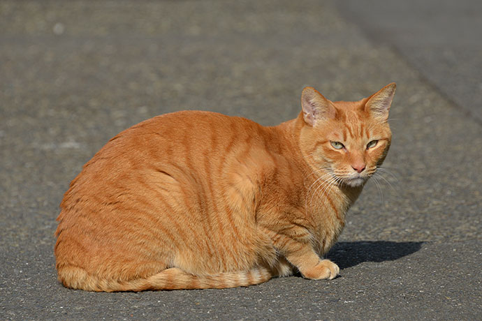 太田区のねこ