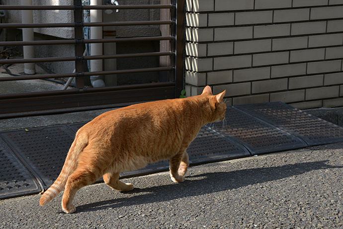 太田区のねこ