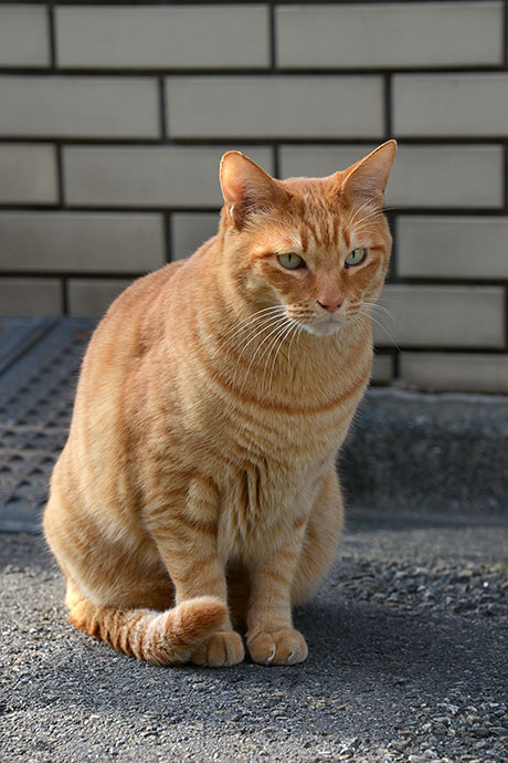 太田区のねこ