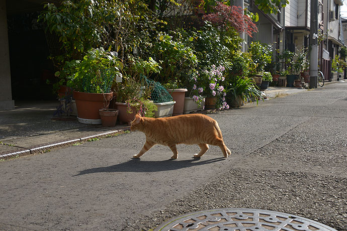 太田区のねこ