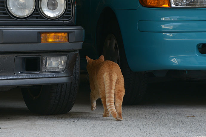 太田区のねこ