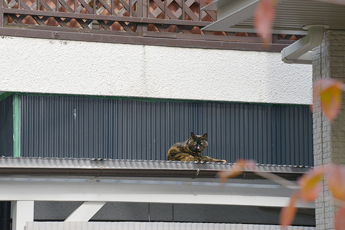 太田区のねこ