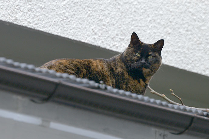 太田区のねこ