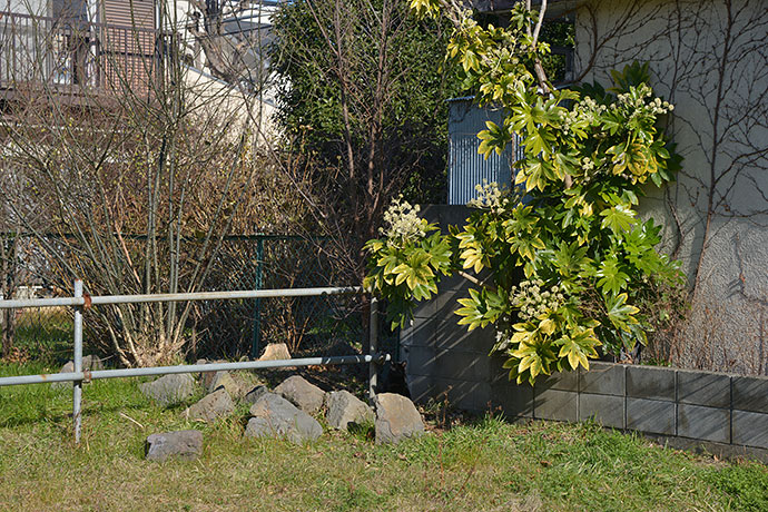 太田区のねこ