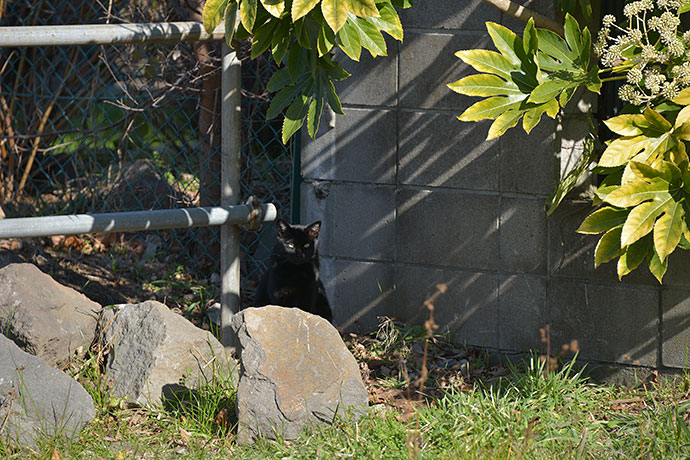 太田区のねこ
